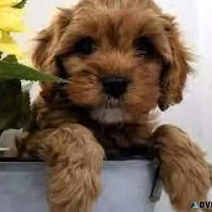 Cavapoo Puppies (Cavalier King Charles SpanielToy Poodle)