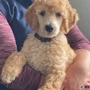 Standard Poodle puppies