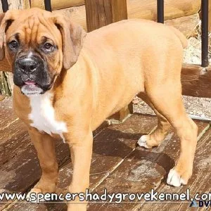 AKC registered Boxer puppies ready for new homes now