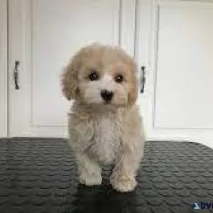 Toy Maltipoo