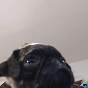 pug puppy