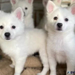 Eskimo Spitz Females