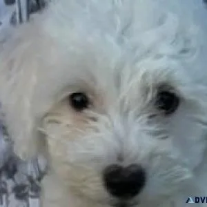 Purebred Bichon Frise Puppies