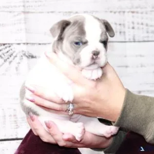 FRENCH BULLDOG PUPPIES