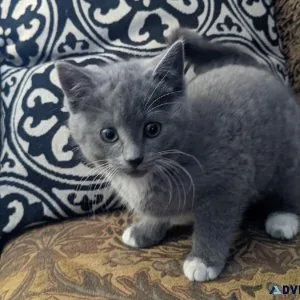 2 Kittens Need Home - 9 weeks