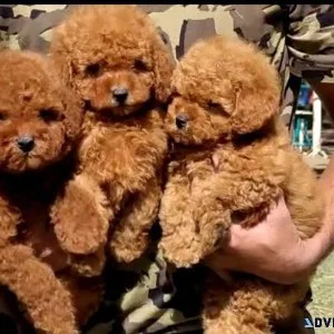 Poodle puppies for sale near your home online in Thane.