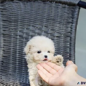 Beautiful pomeranian puppy