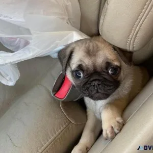 Giving out French pug