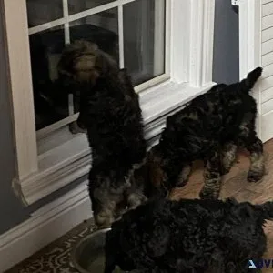 Standard Poodle Puppies
