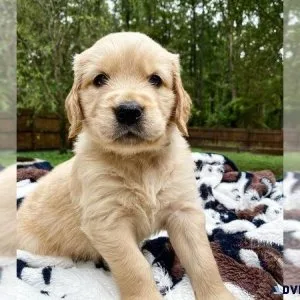 GOLDEN RETRIEVER PUPPY