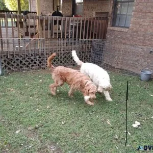 Adult Goldendoodles free