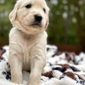 GOLDEN RETRIEVER PUPPY