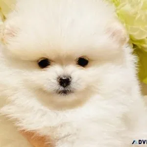 Pomeranian puppies