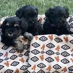 AKC Registered Miniature Schnauzer Puppies