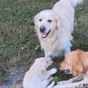 Full blooded Golden Retriever Puppies