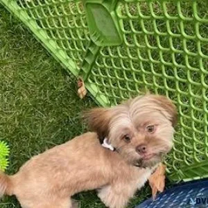 Shih Tzu Bell