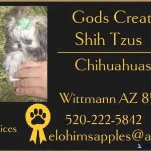 Retired Adult Female Shih Tzu