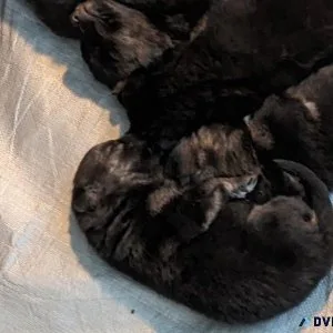 German Shepherd Puppies