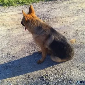 AKC Female German Shepherd