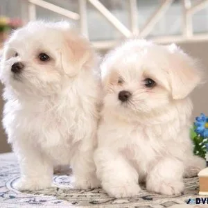 Where can I buy Maltese Puppy in Pune