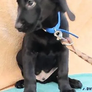 Black Labrador Retriever puppies