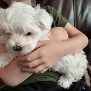 Friendly Maltese puppes