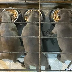 Americans Bully Puppies