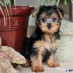 Super  Yorkshire Terrier pups