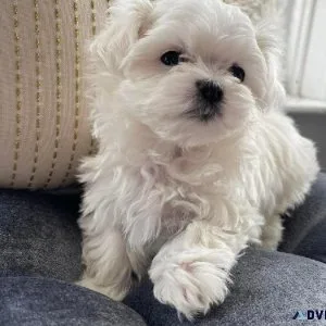 Buy Maltese puppy online in Pune - BreednBreeder