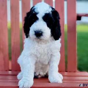 Miniature Goldendoodles