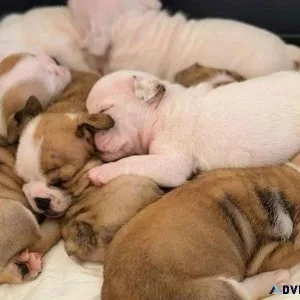 Puppies for sale