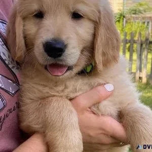 Cute golden Retriever Puppies
