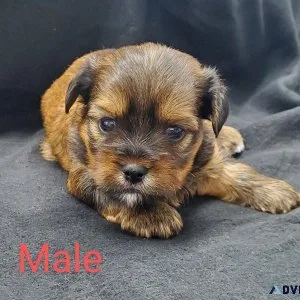 Shorkie puppies