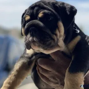 English Bulldogs