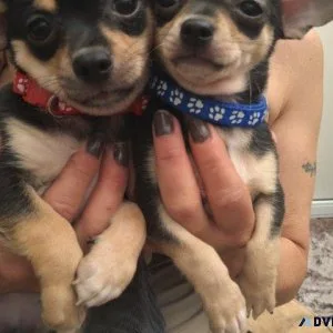 Cute  Chihuahua puppies