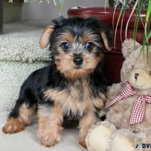 Male and Female  Yorkshire Terrier pups