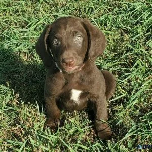 Labrador Retriever puppies AKC