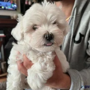 Outstanding Maltese puppes