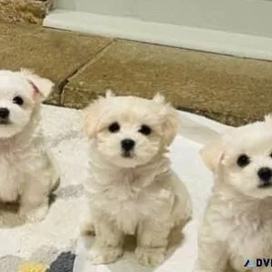 Purebred KCI-certified Maltese puppies in Pune