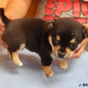Outstanding Chihuahua puppies