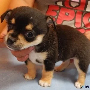 Super  Chihuahua puppies