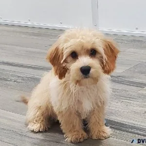 Cavachon