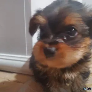 Ckc toy yorkie