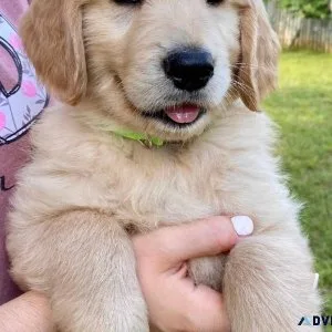 Outstanding golden Retriever Puppies