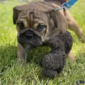 English Bulldogs