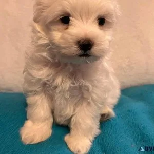 Male and Female Maltese puppes