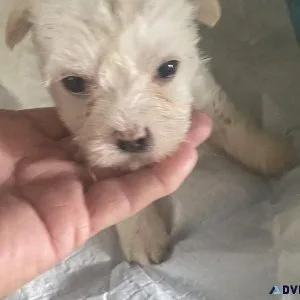Malchi pups