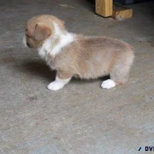 Cute  Pembroke Welsh Corgi puppies