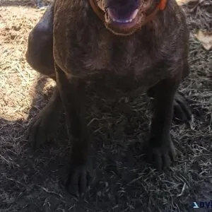 German shorthaired pointer