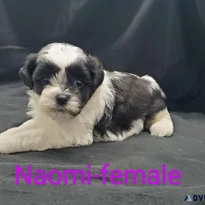 Shihpoo puppies